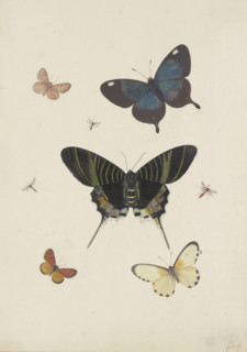 Five butterflies and three insects, late 17th century. Creator: Pieter Withoos.