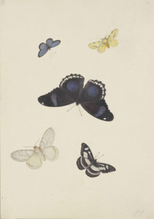 Five butterflies, 17th century. Creator: Pieter Withoos.