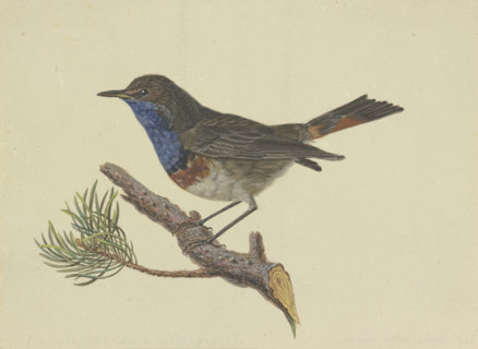 Bluethroat, sitting on a pine branch, facing left, late 18th century. Creator: Ambrosius Gabler.