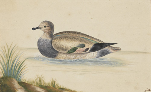 Duck swimming to the left, 17th century. Creator: Pieter Holsteyn.
