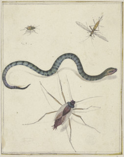 Three insects of different sizes and a snake, c1600-1629. Creator: Jacques de Gheyn II.
