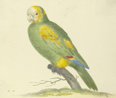 Green parrot, 17th century. Creator: Pieter Holsteyn.