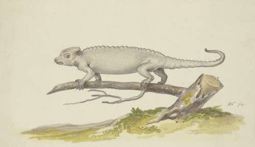 Lizard or salamander facing to the left, 17th century. Creator: Pieter Holsteyn.
