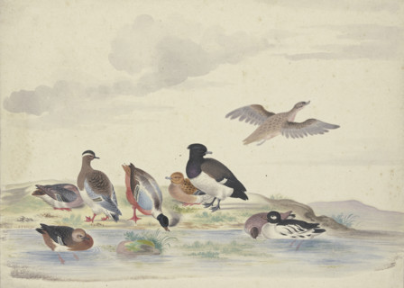 Eight ducks of various species on the water, 17th century. Creator: Pieter Holsteyn.