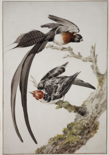 Paradise widow and sparrow bird, 18th century. Creator: Aert Schouman.