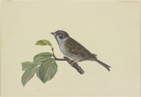Sparrow, perched on a plum branch, facing left, late 18th century. Creator: Ambrosius Gabler.