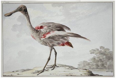 A Roseate Spoonbill (Platalea ajaja), 1760-1780. Creator: Aert Schouman.