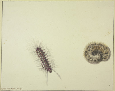 Two bear caterpillars, 1674. Creator: Rochus van Veen.