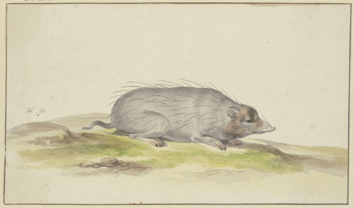 Mole facing to the right, 17th century. Creator: Pieter Holsteyn.