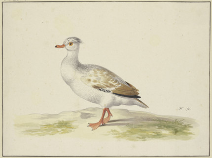 White duck with brown wings, red feet and beak, 17th century. Creator: Pieter Holsteyn.