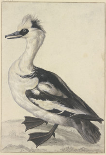 Crested duck with a white breast, black beak, feet, and wings, 18th century. Creator: Aert Schouman; Aert Schouman imitator; alternatively.