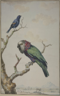 Green parrot with red ruff, and a blue raven, 1775. Creator: Jabes Heenck.