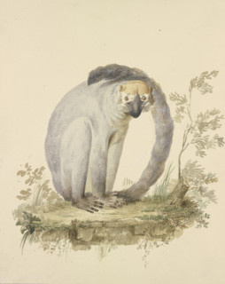 A guenon, 18th century. Creator: Tako Hajo Jelgersma.