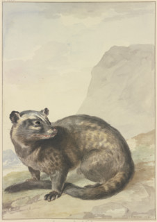 A strange Levet-Kat, 1776. Creator: Aert Schouman.