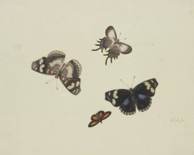 Four butterflies, 17th century. Creator: Herman Henstenburgh.