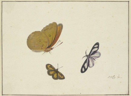 A yellow, a black-and-yellow, and a black-and-white butterfly, 17th century. Creator: Herman Henstenburgh.