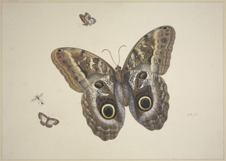 A large brown butterfly, two small ones, and an insect, 17th century. Creator: Herman Henstenburgh.