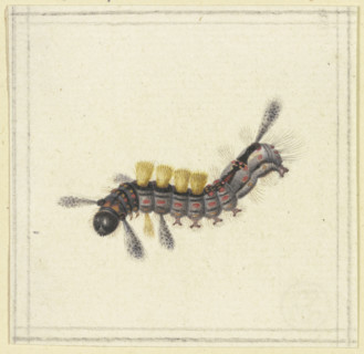 A black and red caterpillar with yellow tufts, 17th century. Creator: Herman Henstenburgh.