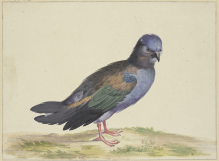 A blue dove with green and black wings, 17th century. Creator: Herman Henstenburgh.