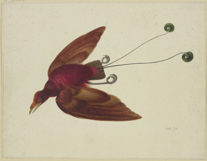 Bird of paradise in flight, 17th century. Creator: Herman Henstenburgh.