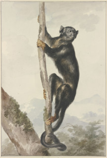 A Peruvian Spider Monkey (Ateles chamek), 1759. Creator: Aert Schouman.