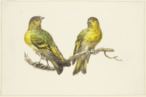 Two linnets, mid-late 18th century. Creator: J. H. van Loon.