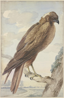 A kite, 1755. Creator: Aert Schouman.