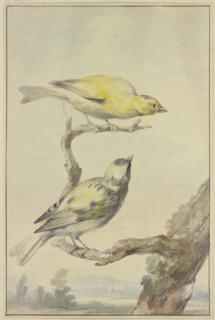 Two canaries, 1763. Creator: Aert Schouman.