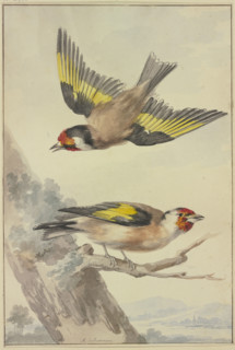 Two goldfinches, 18th century. Creator: Aert Schouman.
