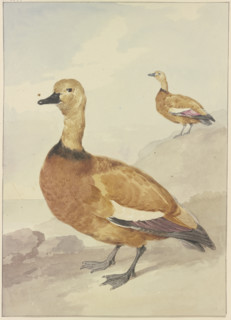 Two red ducks, 18th century. Creator: Aert Schouman.