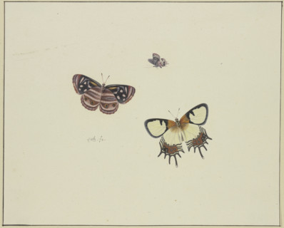 Three butterflies, late 17th century. Creator: Herman Henstenburgh.