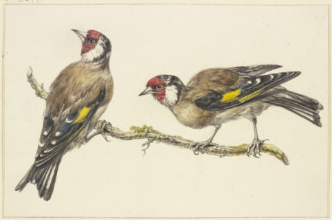 Two goldfinches, mid-late 18th century. Creator: J. H. van Loon.
