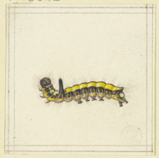 A yellow caterpillar, late 17th century. Creator: Herman Henstenburgh.