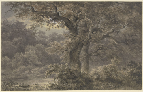 Oak trees in the forest, 19th century. Creator: Johann Wilhelm Schirmer.