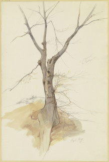 Leafless tree, 1846. Creator: Stephan Rauh.