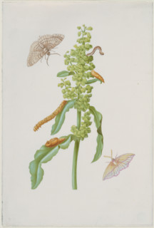 Scabious with geometrid moths, caterpillars and pupae, after 1683. Creator: Sybilla Merian.