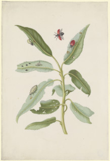 Willow leaves with poplar leaf beetles, eggs and larvae, after 1679. Creator: Sybilla Merian.