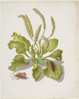 Plantain with Metamorphosis of the Brigh-Line Brown-Eye, after 1679. Creator: Sybilla Merian.