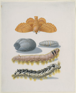 Copper brood moth with caterpillars and cocoon, after 1679.  Creator: Sybilla Merian.