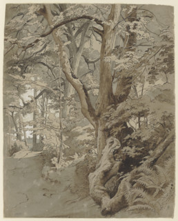 Woodland scene with an oak tree and ferns, 19th century. Creator: Johann Wilhelm Schirmer.