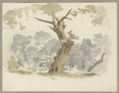 Woodland scene, a crooked tree in the foreground, c1846. Creator: Carl Theodor Reiffenstein.
