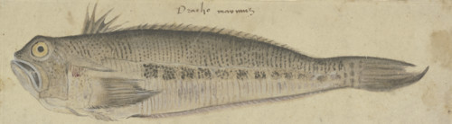 A Fish, c1500. Creator: German, 16th century;.