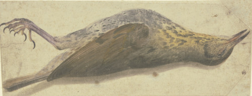 Dead thrush, 16th century. Creator: German, 16th century;.
