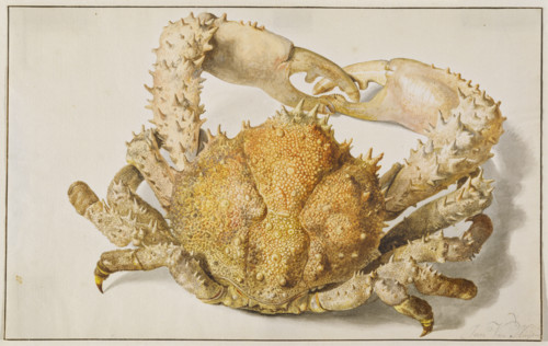 A Crab, early-mid 18th century. Creator: Jan van Huysum.