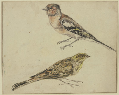 A goldfinch and a linnet, 17th century. Creator: Melchior d'Hondecoeter.