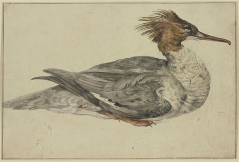 Resting duck with a brown crest, red beak and feet, mid-late 17th century. Creator: Melchior d'Hondecoeter.
