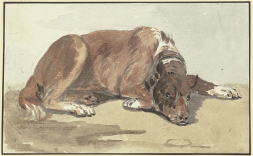 Reclining Great Dane, head on the ground, 18th century. Creator: Conrad Gesner.