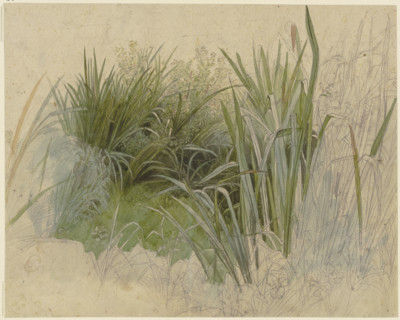 Plant study with cattails, 19th century. Creator: Peter Becker.