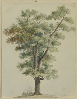Tree, 1836. Creator: Carl Theodor Reiffenstein.
