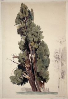 Cypresses in the park of the Villa d'Este in Tivoli, 1826. Creator: Ernst Fries.